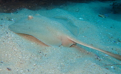 Trygonoptera testacea