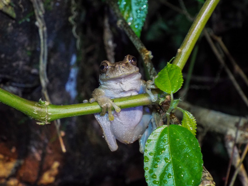Ixil Spikethumb Frog