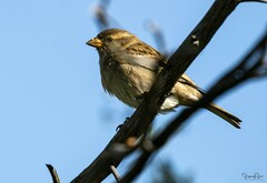 Passer domesticus