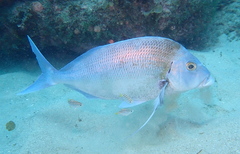 Nemadactylus douglasii