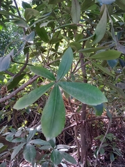 Pseudopanax lessonii