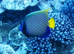 Pomacanthus imperator