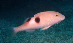 Parupeneus pleurostigma