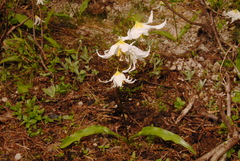 Erythronium montanum
