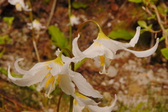 Erythronium montanum