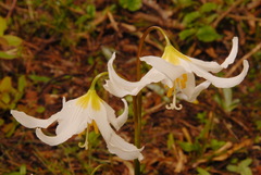 Erythronium montanum
