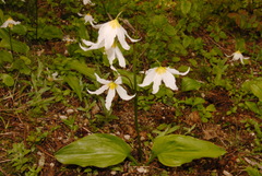 Erythronium montanum