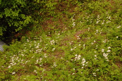 Erythronium montanum