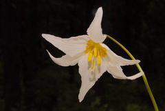 Erythronium montanum
