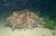 Orectolobus halei
