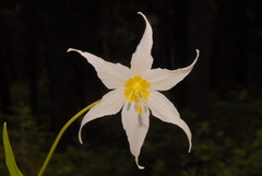 Erythronium montanum