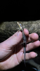 Eutropis macularia