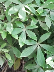 Pseudopanax lessonii