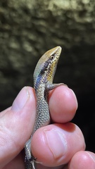 Eutropis macularia