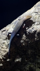 Eutropis macularia