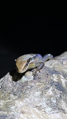 Eutropis macularia