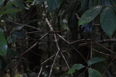 Neolitsea dealbata