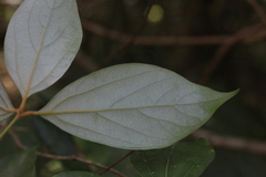 Neolitsea dealbata