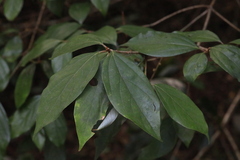 Neolitsea dealbata