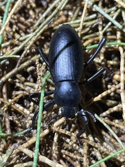 Eleodes armata