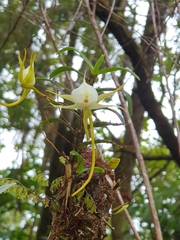 Angraecum expansum