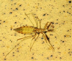 Sastrapada australica