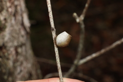 Doratifera vulnerans