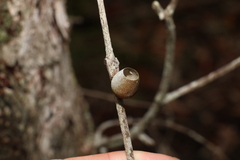 Doratifera vulnerans