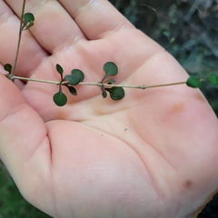 Coprosma rhamnoides