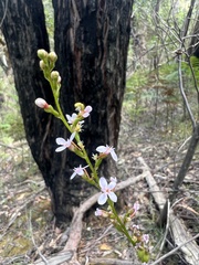 Stylidium armeria