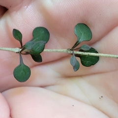 Coprosma rhamnoides