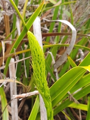 Benthamia chlorantha
