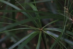 Cyperus filipes