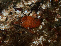 Rhamphocottus richardsonii