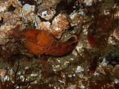 Rhamphocottus richardsonii