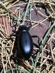 Eleodes armata