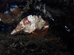 Rhamphocottus richardsonii