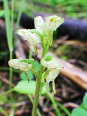 Platanthera obtusata