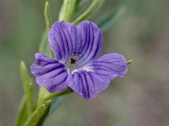 Stemodia florulenta
