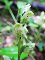 Platanthera obtusata
