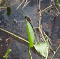 Leucorrhinia orientalis