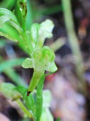 Platanthera obtusata