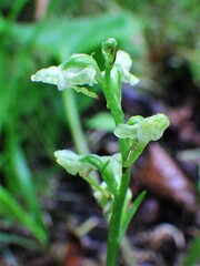 Platanthera obtusata