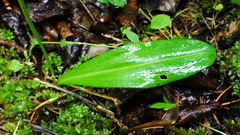 Platanthera obtusata