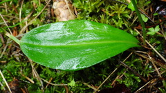 Platanthera obtusata
