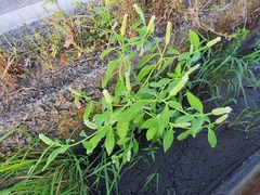 Sphenoclea zeylanica