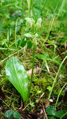 Platanthera obtusata