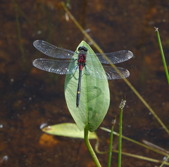 Leucorrhinia orientalis