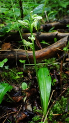 Platanthera obtusata