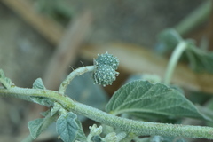 Chrozophora tinctoria